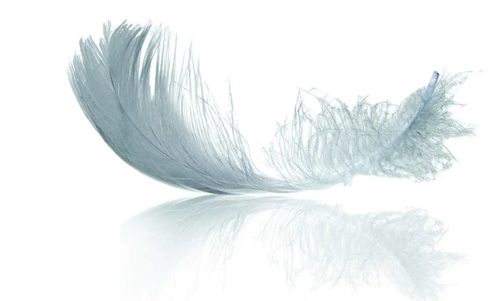 Feather_1600x.jpg Feather_1600x.jpg